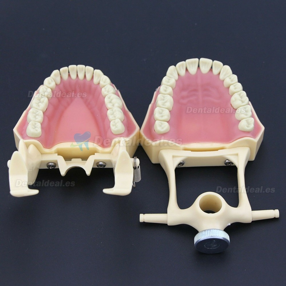 Dental Restorative Typodont Model M8014-2 Compatible Frasaco AG3 Type